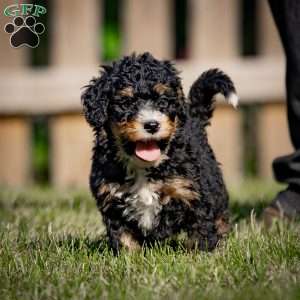 Marla, Mini Bernedoodle Puppy